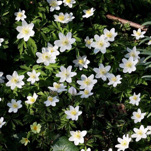 Anemone nemorosa