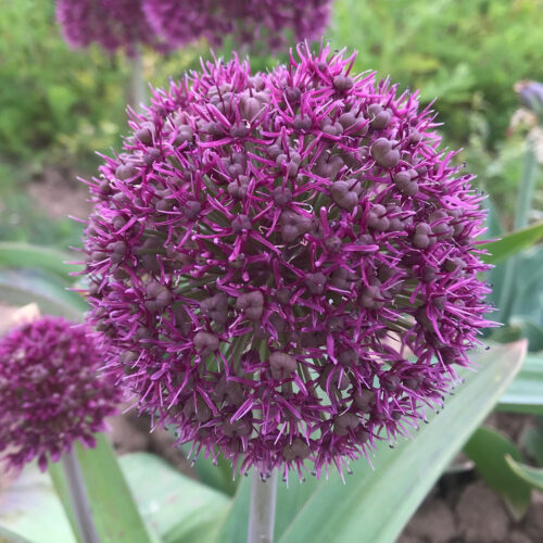 Allium Ostara