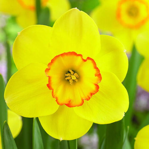 Daffodil Pacific Rim
