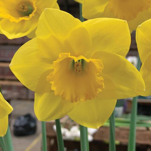 Daffodil Penny Hill