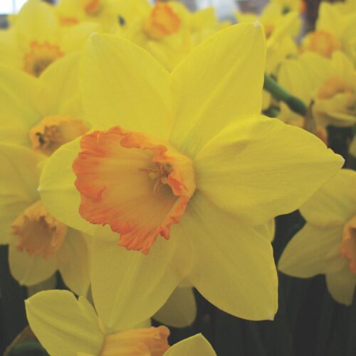 Daffodil Pinza