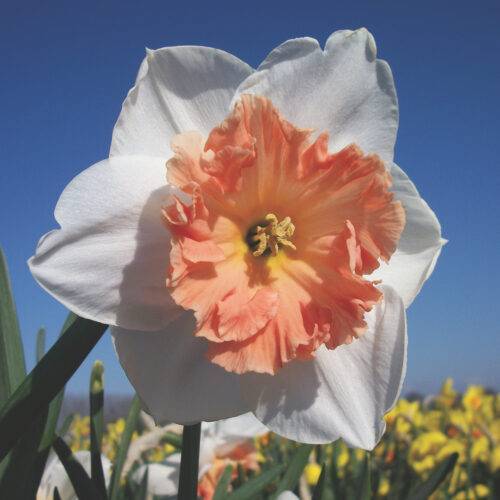 Daffodil Precocious