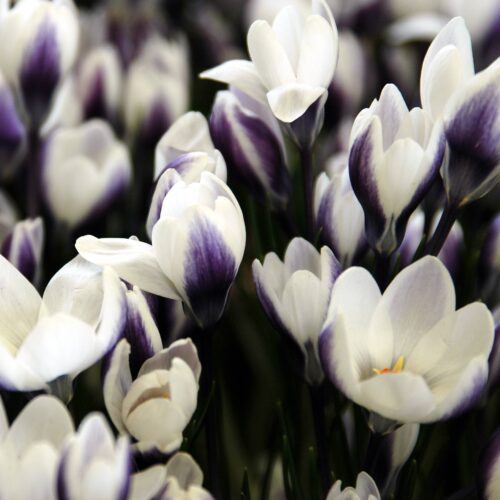 Crocus Species Prins Claus