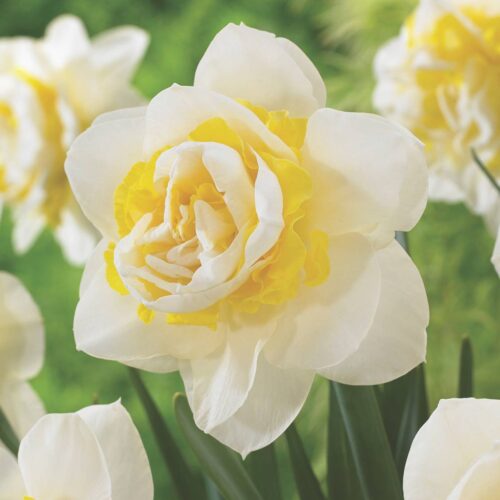 Daffodil Salou