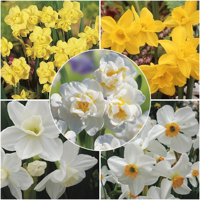 Daffodil Scented Collection