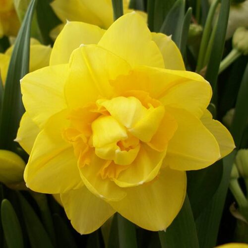 Daffodil Sherborne