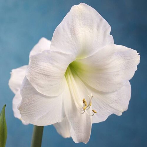 Amaryllis Snow Queen