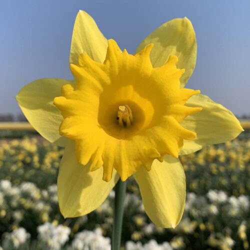 Daffodil Standard Value