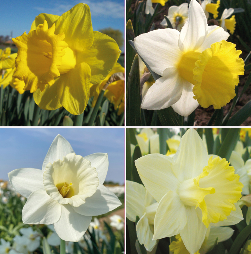 Daffodil Trumpets Collection