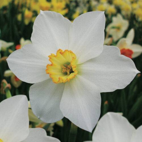 Daffodil Kimmeridge