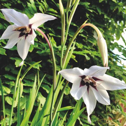 Gladiolus callianthus (acidanthera)