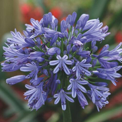 Agapanthus Blue