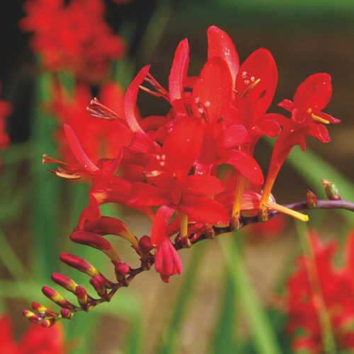 Crocosmia Lucifer