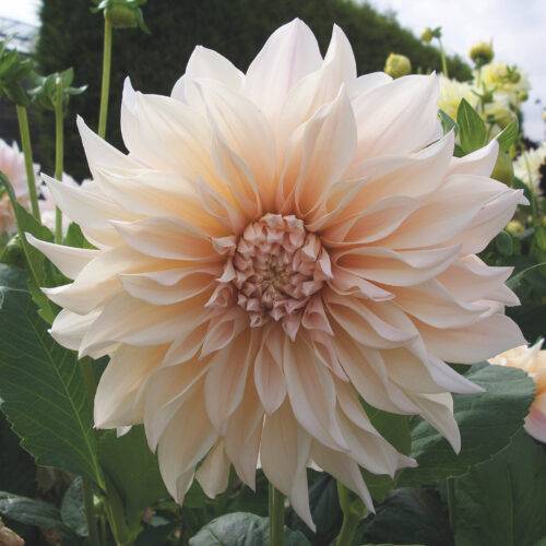 Dahlia Cafe au Lait