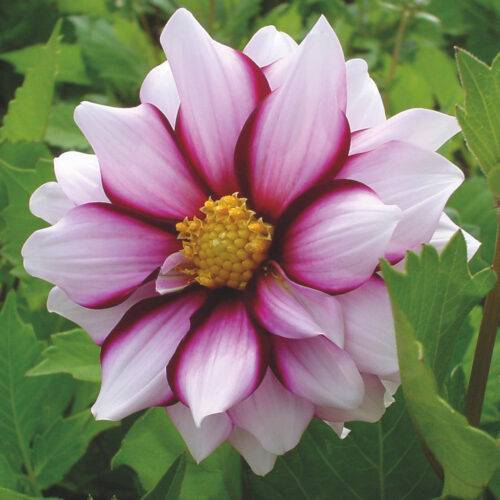 Dahlia Edge of Joy