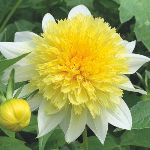 Dahlia Freyas Pasa Doble