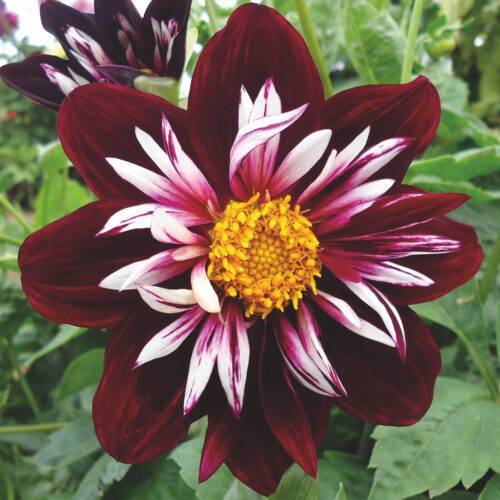 Dahlia Night Butterfly