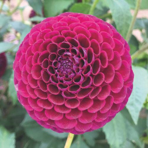 Dahlia Rocco