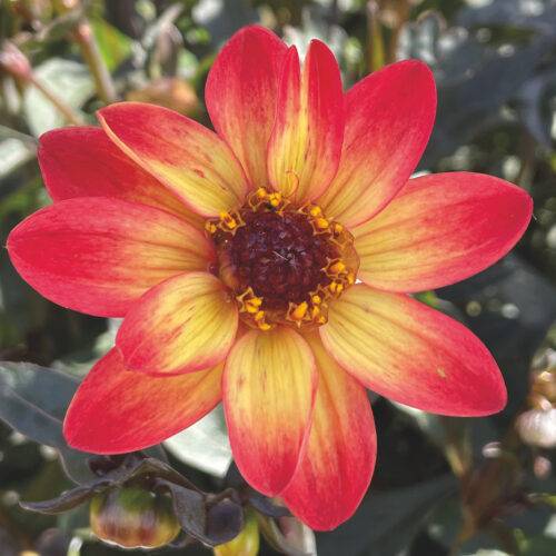 Dahlia Star Wars