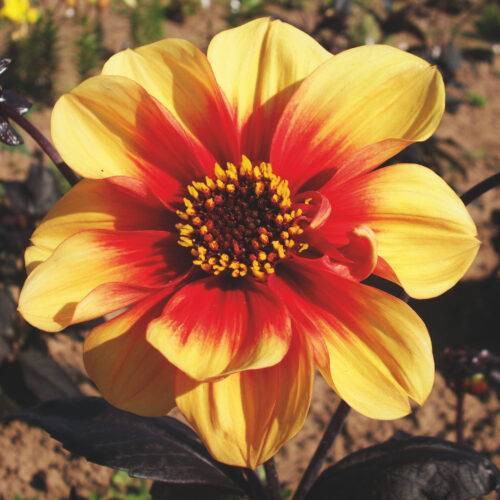 Dahlia Sunshine