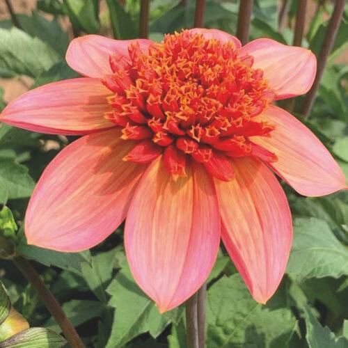 Dahlia Totally Tangerine
