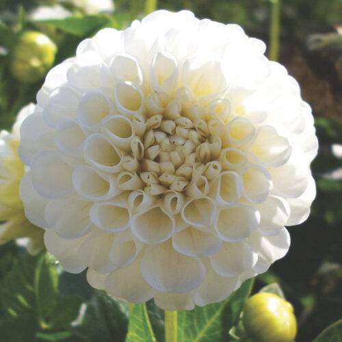 Dahlia White Aster