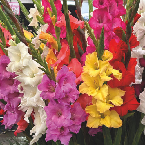 Gladioli Mixed Colours