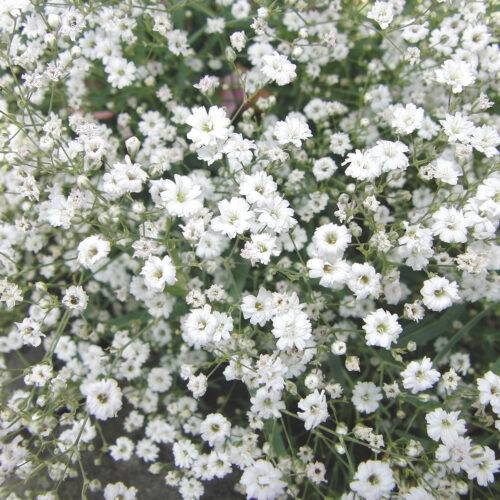 Gypsophila