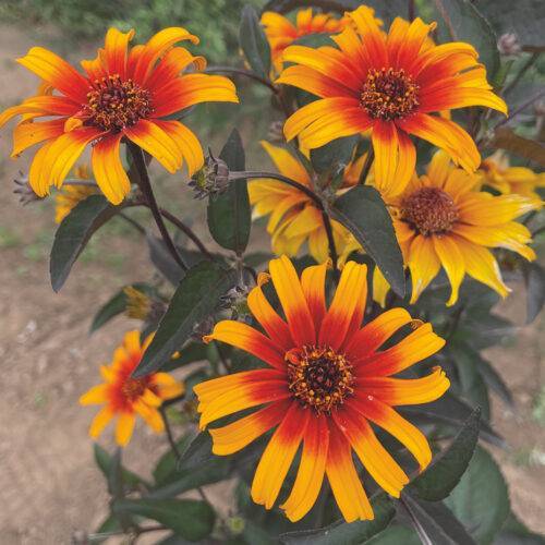 Heliopsis Burning Hearts