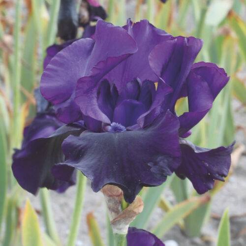 Iris Black Dragon