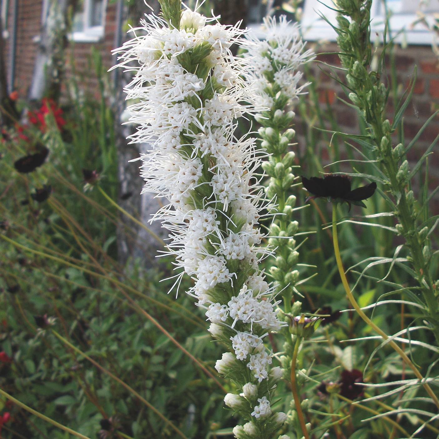 Liatris spicata Alba