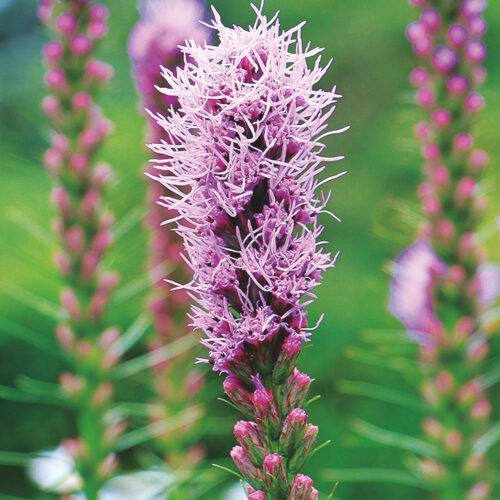 Liatris spicata (blazing star)