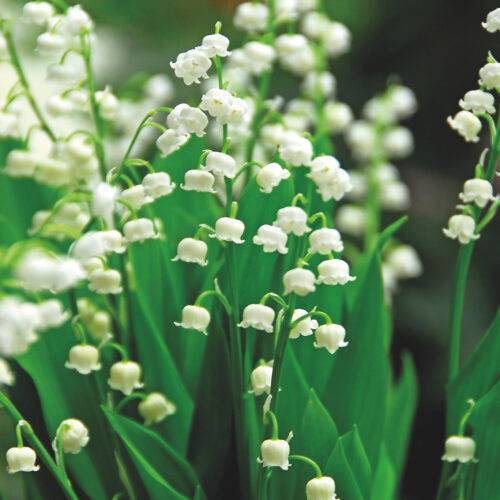 Lily of the Valley