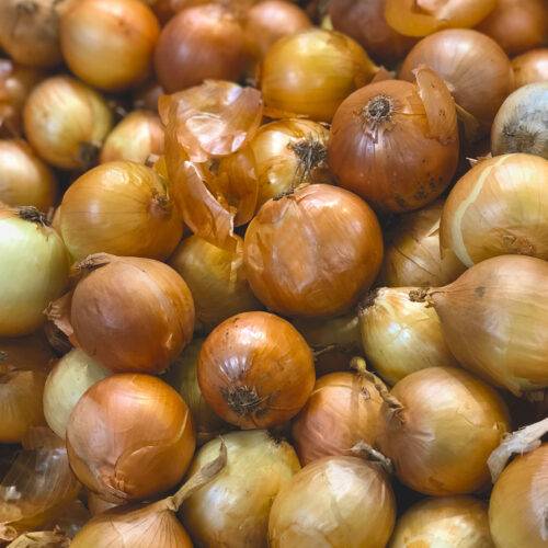 Onion Stuttgarter Giant