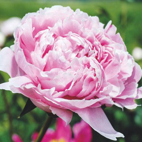 Peony Sarah Bernhardt