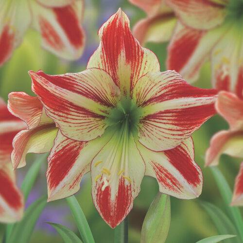Amaryllis Ambiance