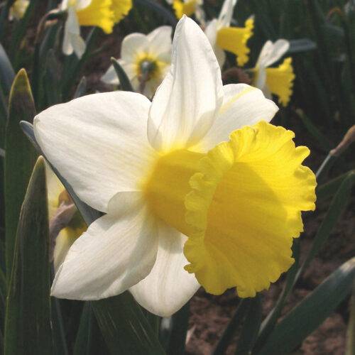 Daffodil Anniversary Gift