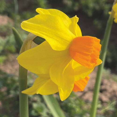 Daffodil Bittern