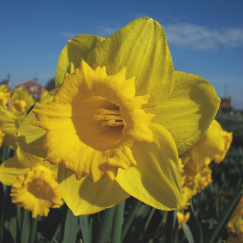 Daffodil Brabazon