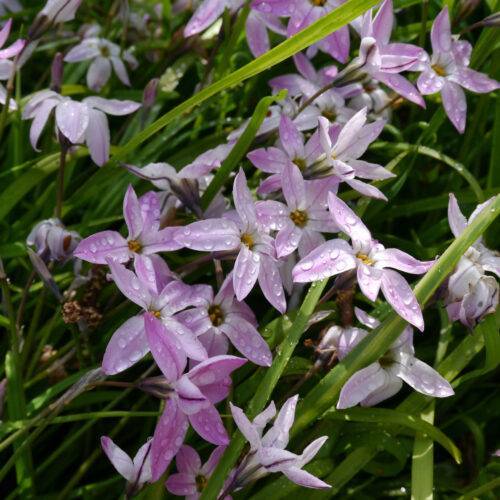 Ipheion Charlotte Bishop