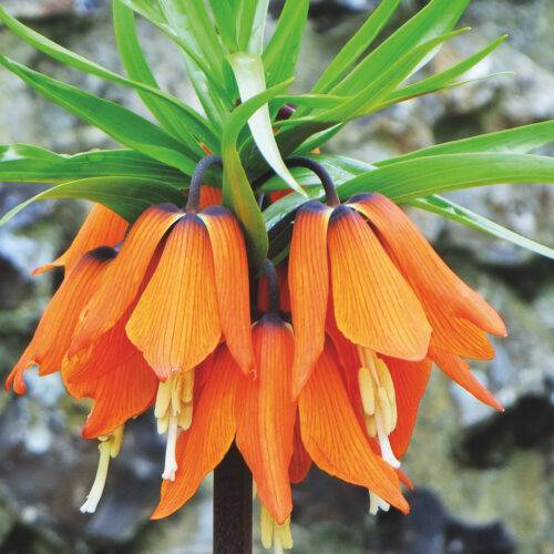 Fritillaria Orange Beauty