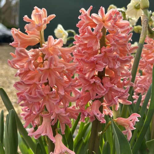 Hyacinth Outdoor Gipsy Queen