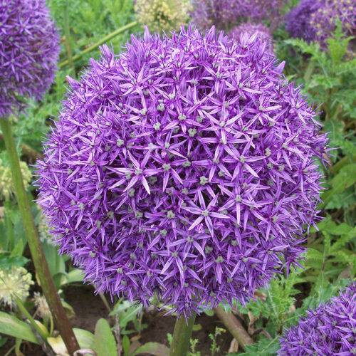 Allium Globemaster
