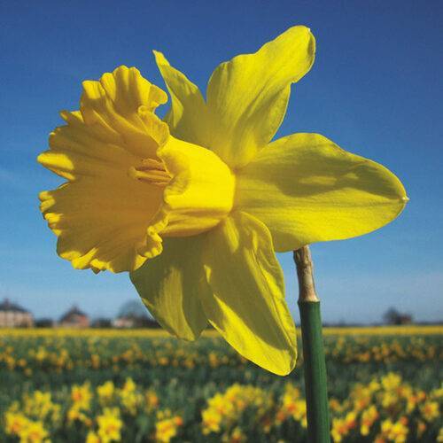 Daffodil Golden Riot