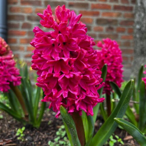 Hyacinth Outdoor Jan Bos