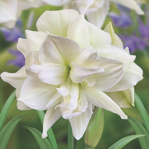 Amaryllis Marilyn