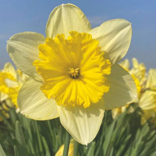 Daffodil Raoul Wallenburg
