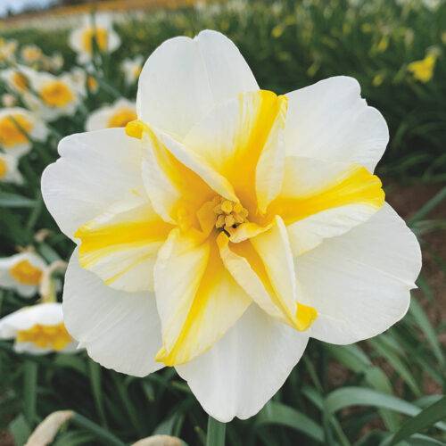 Daffodil Sunset Seranade