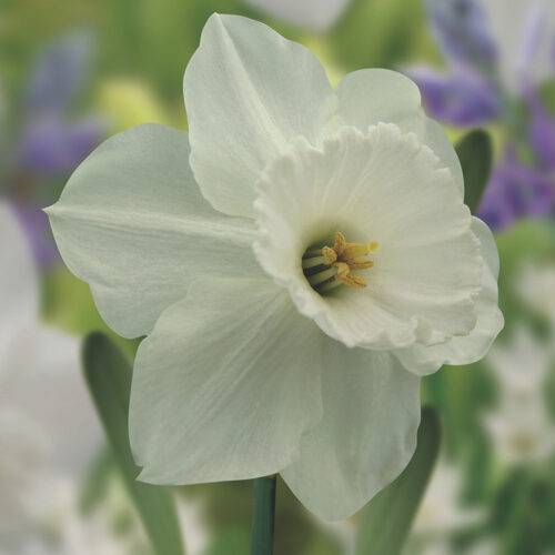 daffodil stainless