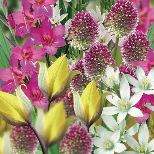 wild garden collection